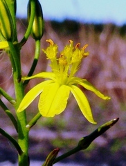 Bulbine favosa