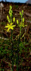 Bulbine favosa