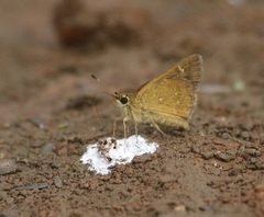 Arnetta vindhiana