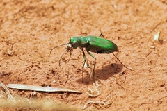 Cicindela obsoleta