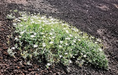 Stellaria eschscholtziana
