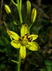 Bulbine favosa