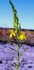 Bulbine favosa