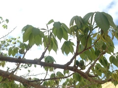 Ceiba aesculifolia