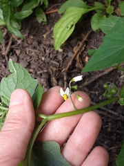 Solanum nigrum