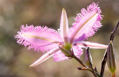 Thysanotus manglesianus