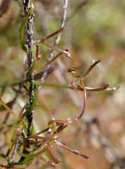 Thysanotus manglesianus