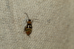 Paranapiacaba connexa