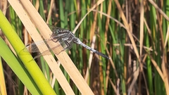 Orthetrum albistylum
