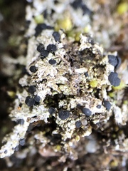 Bilimbia sabuletorum