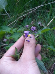 Solanum dulcamara