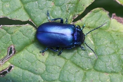 Oreina cacaliae