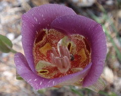 Calochortus venustus