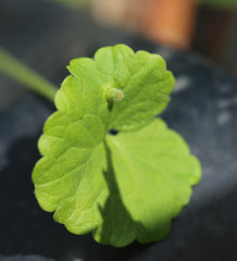 Rondaniola bursaria