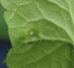 Rondaniola bursaria