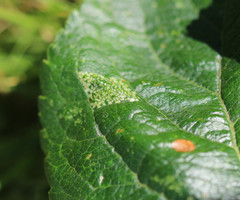 Phyllonorycter mespilella