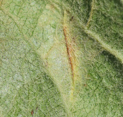 Phyllonorycter mespilella