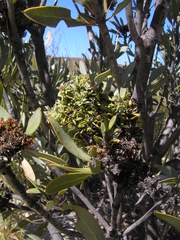 Protea witches broom phytoplasma