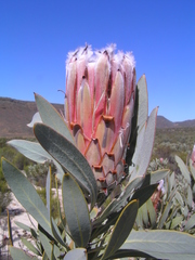 Protea witches broom phytoplasma
