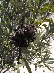 Protea witches broom phytoplasma