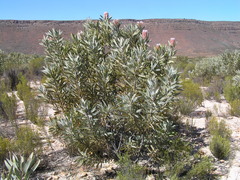 Protea witches broom phytoplasma
