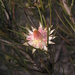 Protea odorata - Photo (c) Nigel Forshaw, algunos derechos reservados (CC BY-NC), subido por Nigel Forshaw