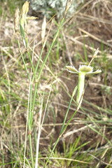Dianthus ramosissimus