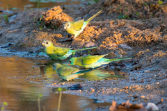 Psephotus chrysopterygius
