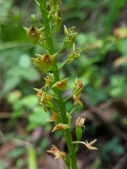 Malaxis spicata