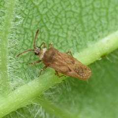 Leptoypha mutica