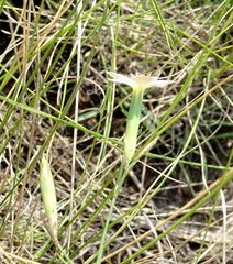 Dianthus ramosissimus