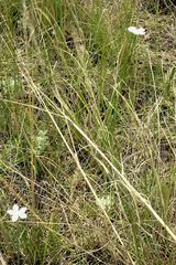 Dianthus ramosissimus