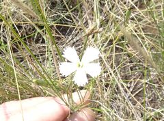 Dianthus ramosissimus