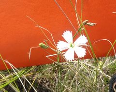Dianthus ramosissimus