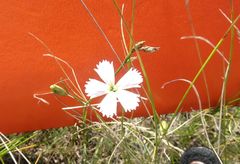 Dianthus ramosissimus