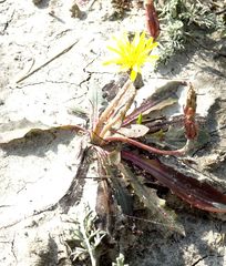 Taraxacum bessarabicum