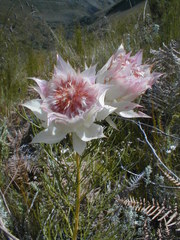 Serruria florida