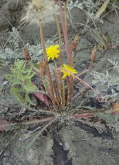 Taraxacum bessarabicum