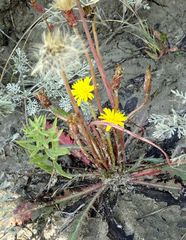 Taraxacum bessarabicum