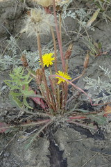 Taraxacum bessarabicum