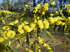 Acacia verniciflua