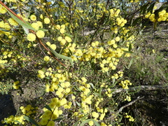 Acacia verniciflua