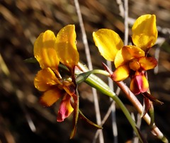 Diuris tinkeri