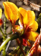 Diuris tinkeri
