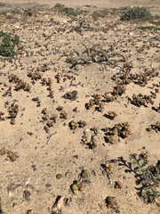 Crassula atropurpurea cultriformis
