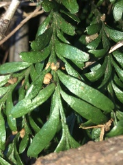 Tmesipteris truncata