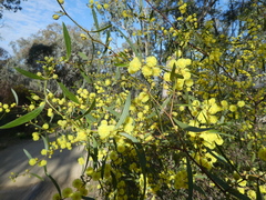 Acacia verniciflua