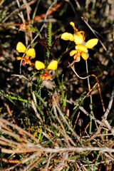 Diuris tinkeri