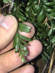 Tmesipteris truncata