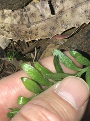 Tmesipteris truncata